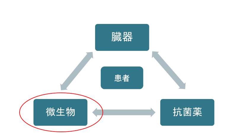 感染症の原則②-基本となる細菌群-│不識庵-万年研修医のブログ-