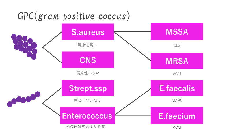 感染症の原則②-基本となる細菌群-│不識庵-万年研修医のブログ- 感染症の原則②-基本となる細菌群-│不識庵-万年研修医のブログ-