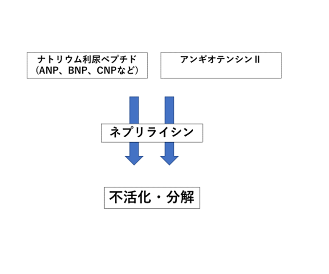 ネプリライシン阻害作用, ネプリライシン阻害剤 – PDXMIV