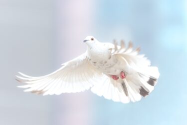 クリプトコッカス感染症