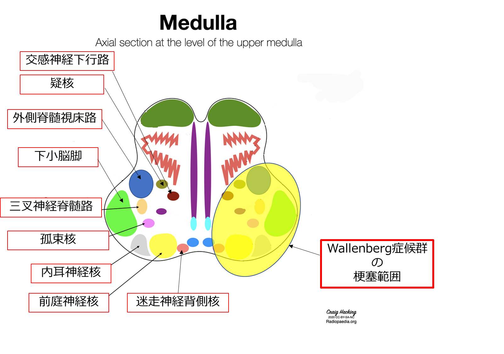 m3電子書籍 | 神経症候学 改訂第二版 Ⅱ